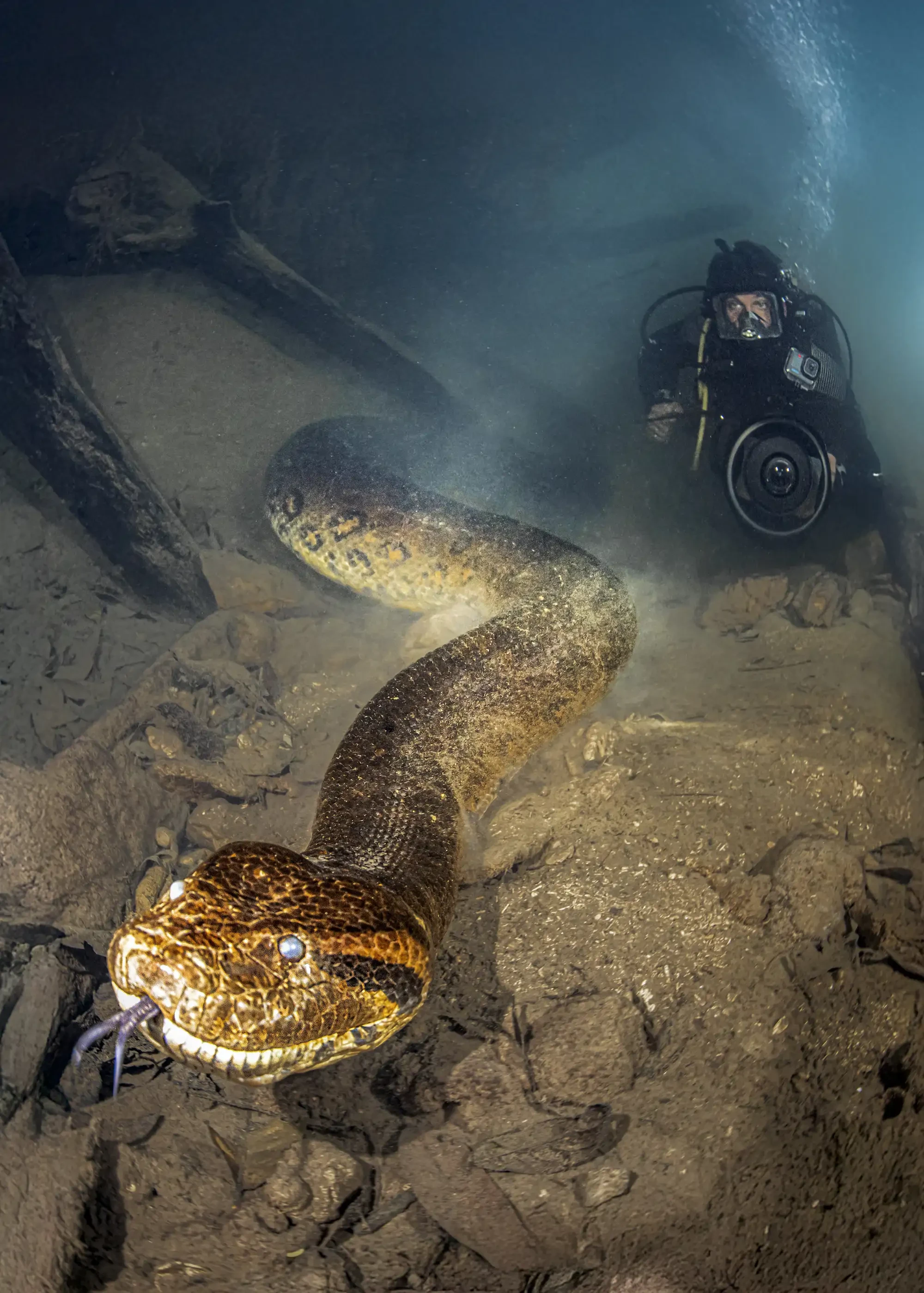 Anaconda verde acechando en aguas turbias, con un buzo al fondo