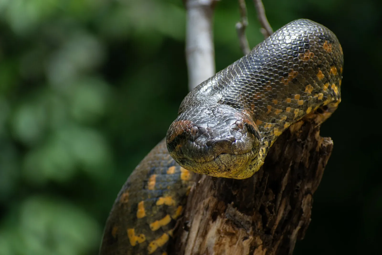 Anaconda Verde