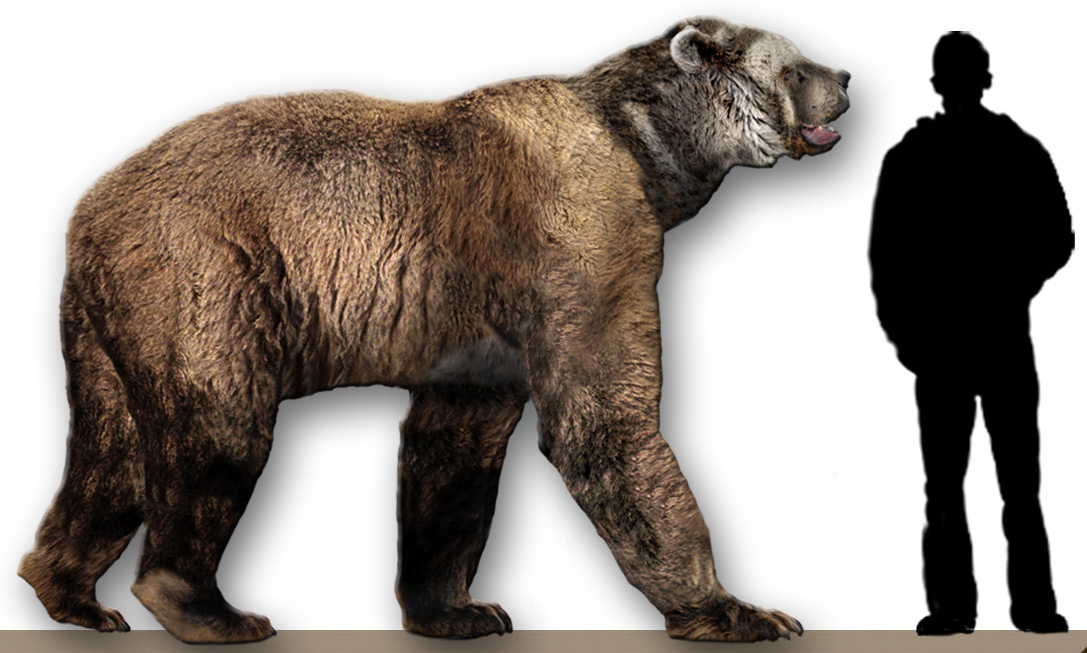 Arctodus simus comparación con humano