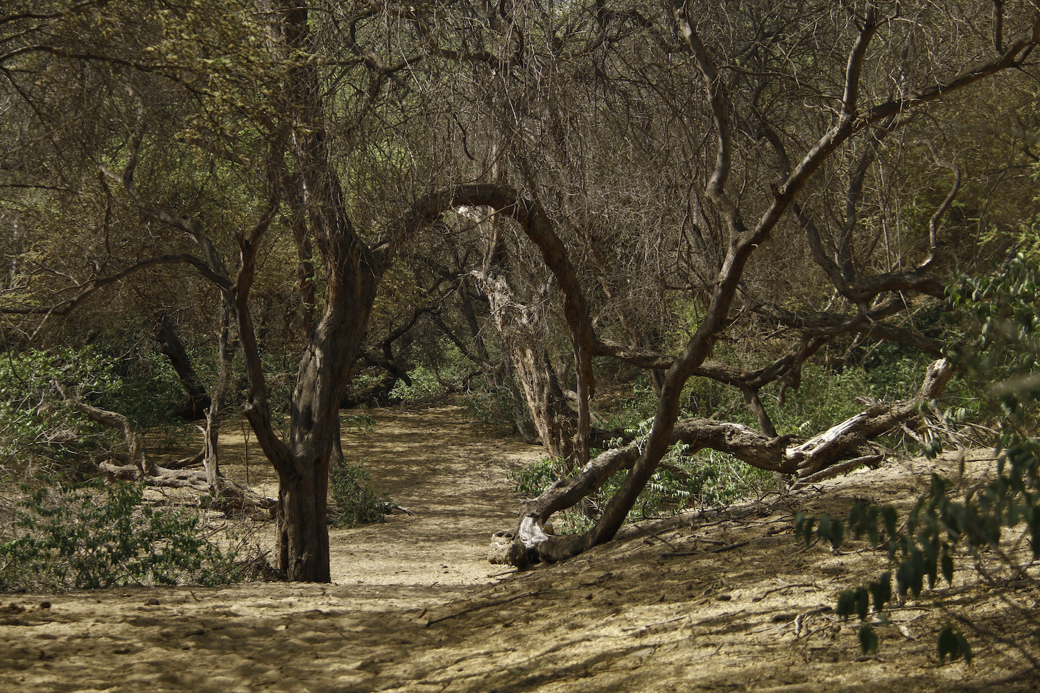 Bosque seco costero peruano