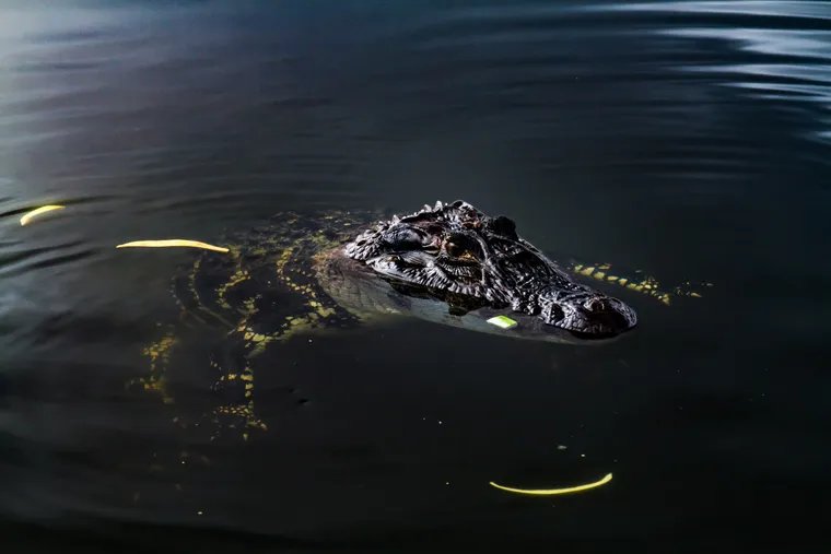 Cabeza de un caimán negro asomando en aguas oscuras