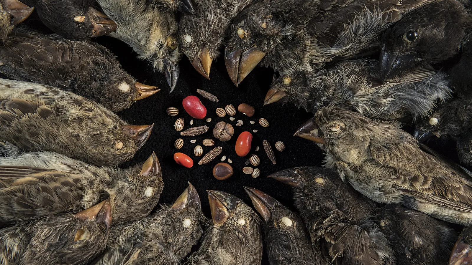 Darwin y las Galápagos