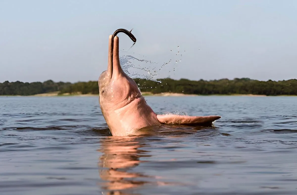 Delfín Rosado