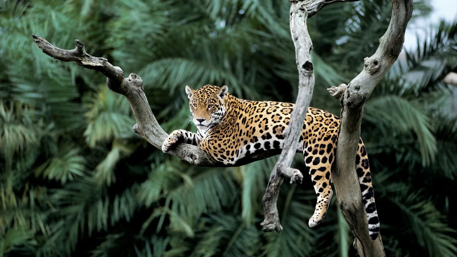 Jaguar en árbol