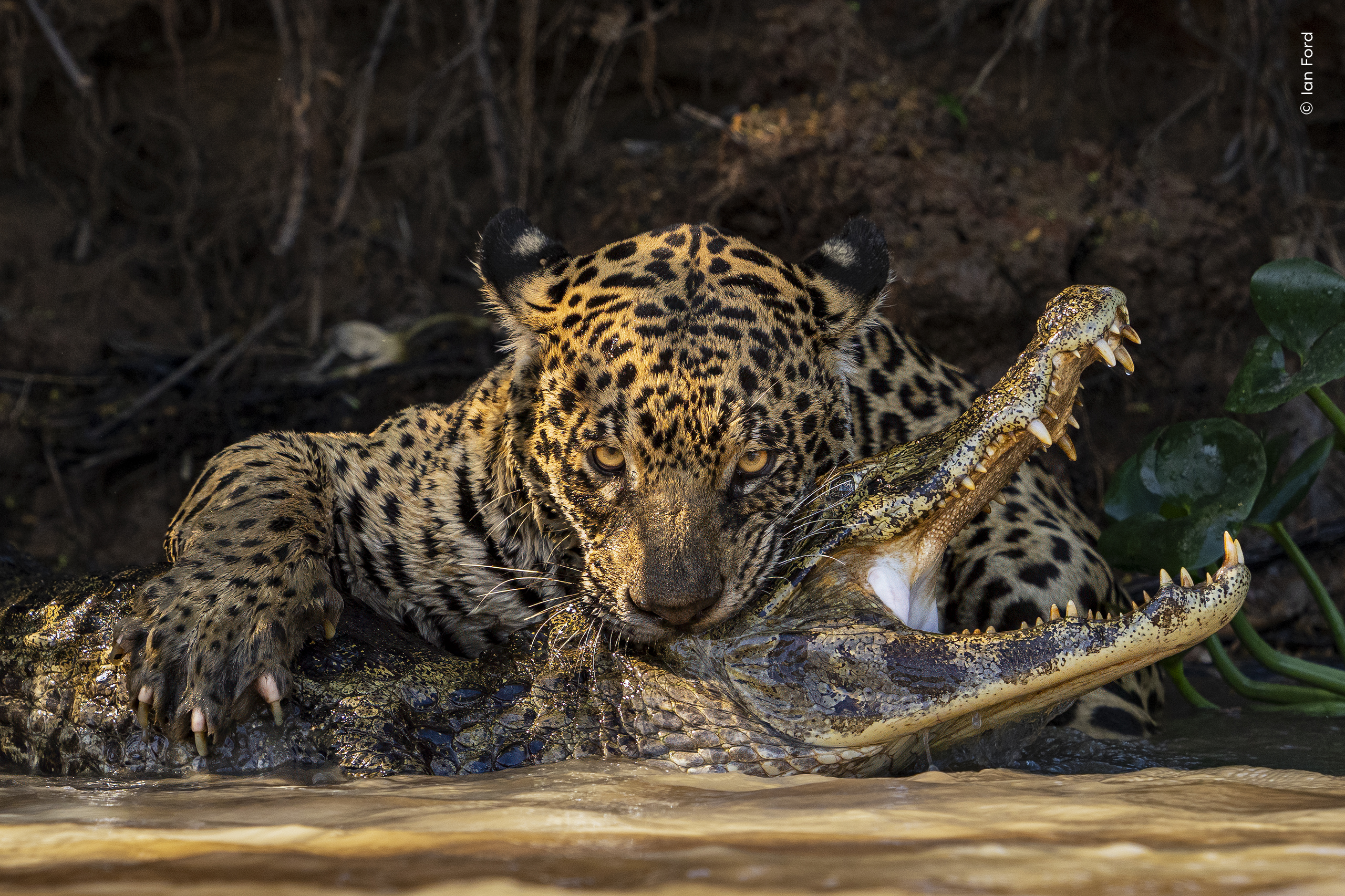 Jaguar depredando caimán