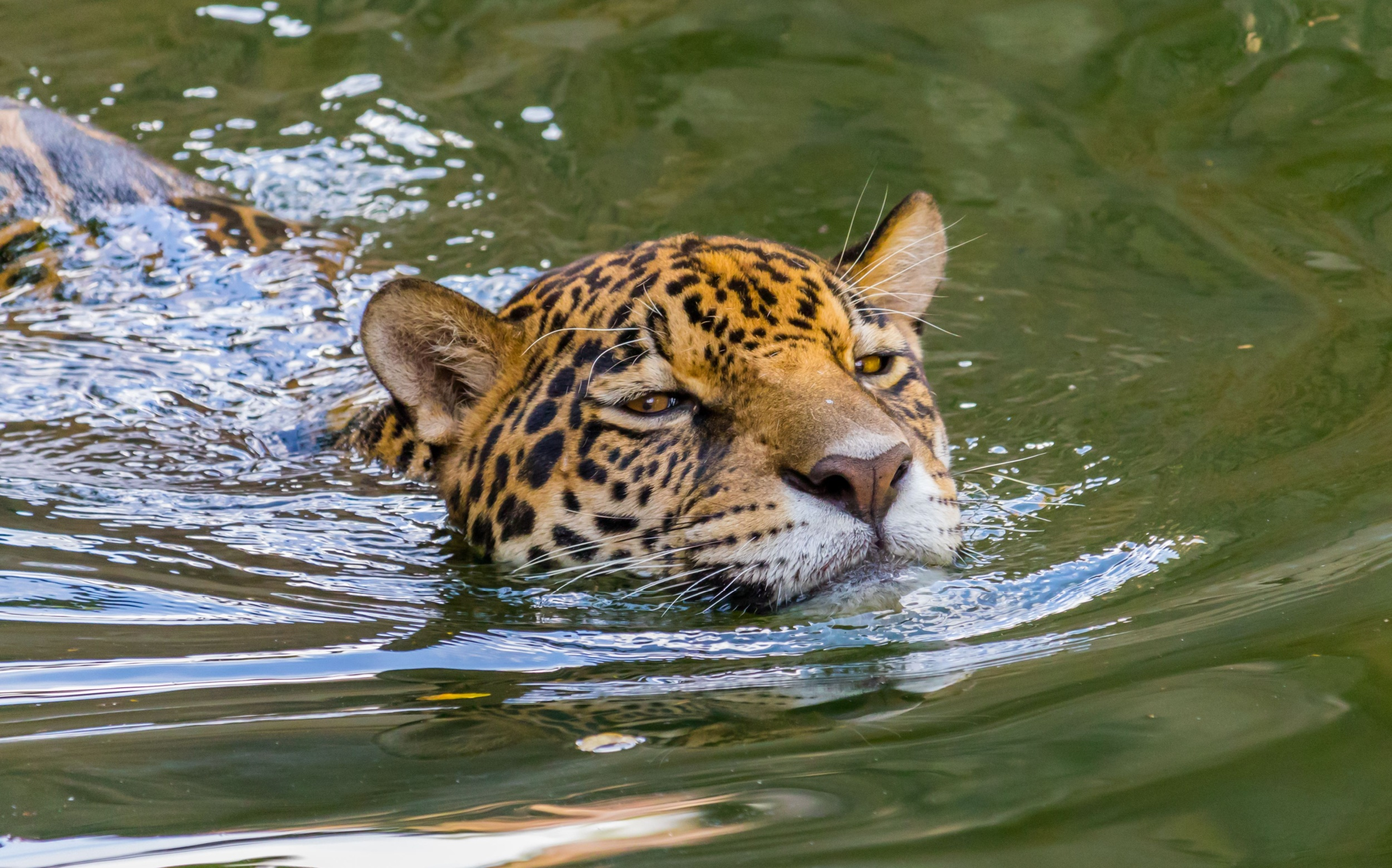 Jaguar nadando