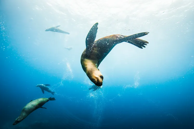 Lobo marino buceando bajo el agua