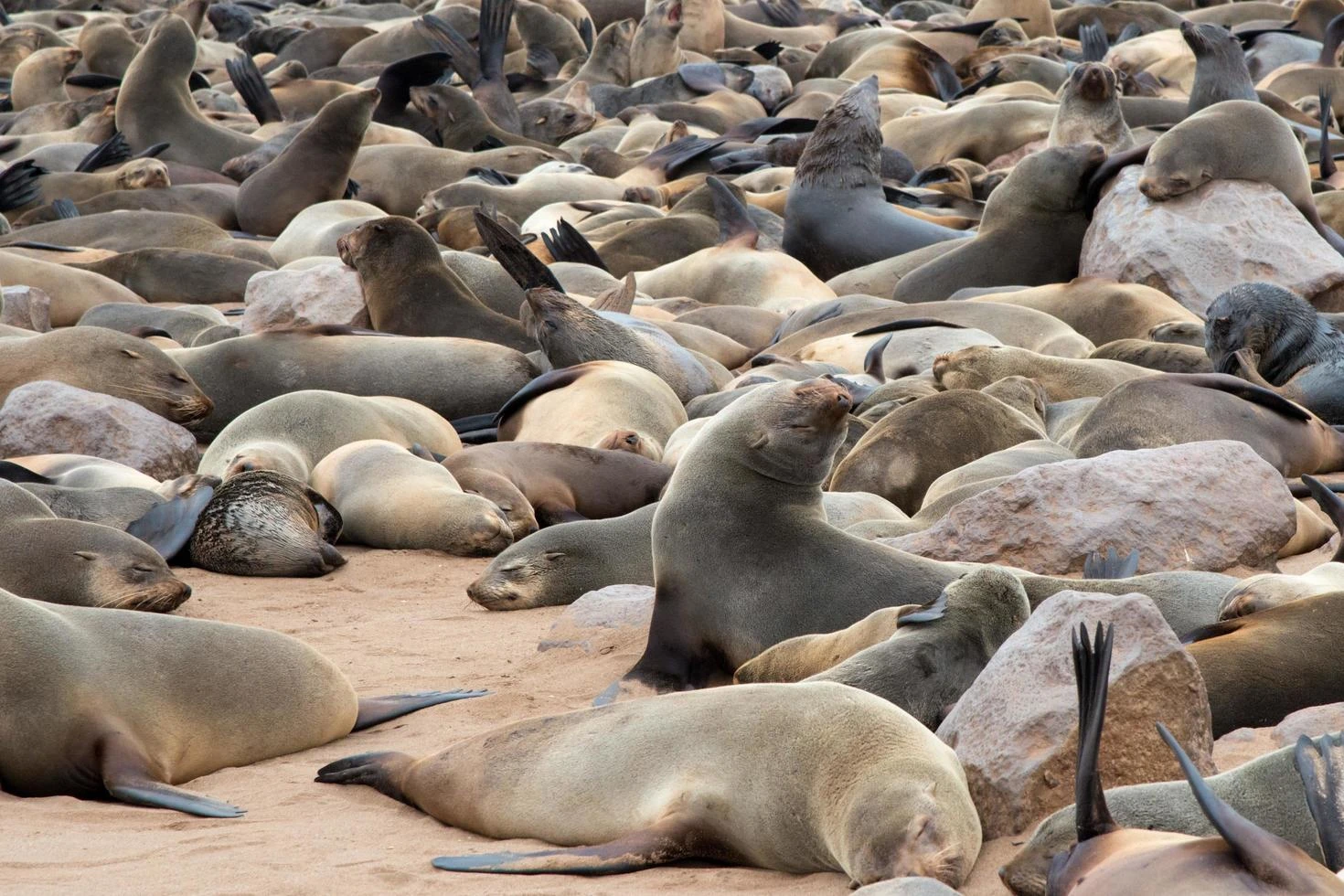Colonia de lobos marinos descansando en la costa
