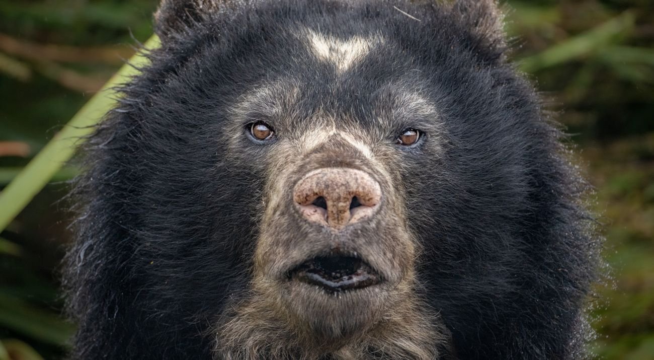 Retrato frontal de un oso de anteojos, mostrando el patrón facial característico