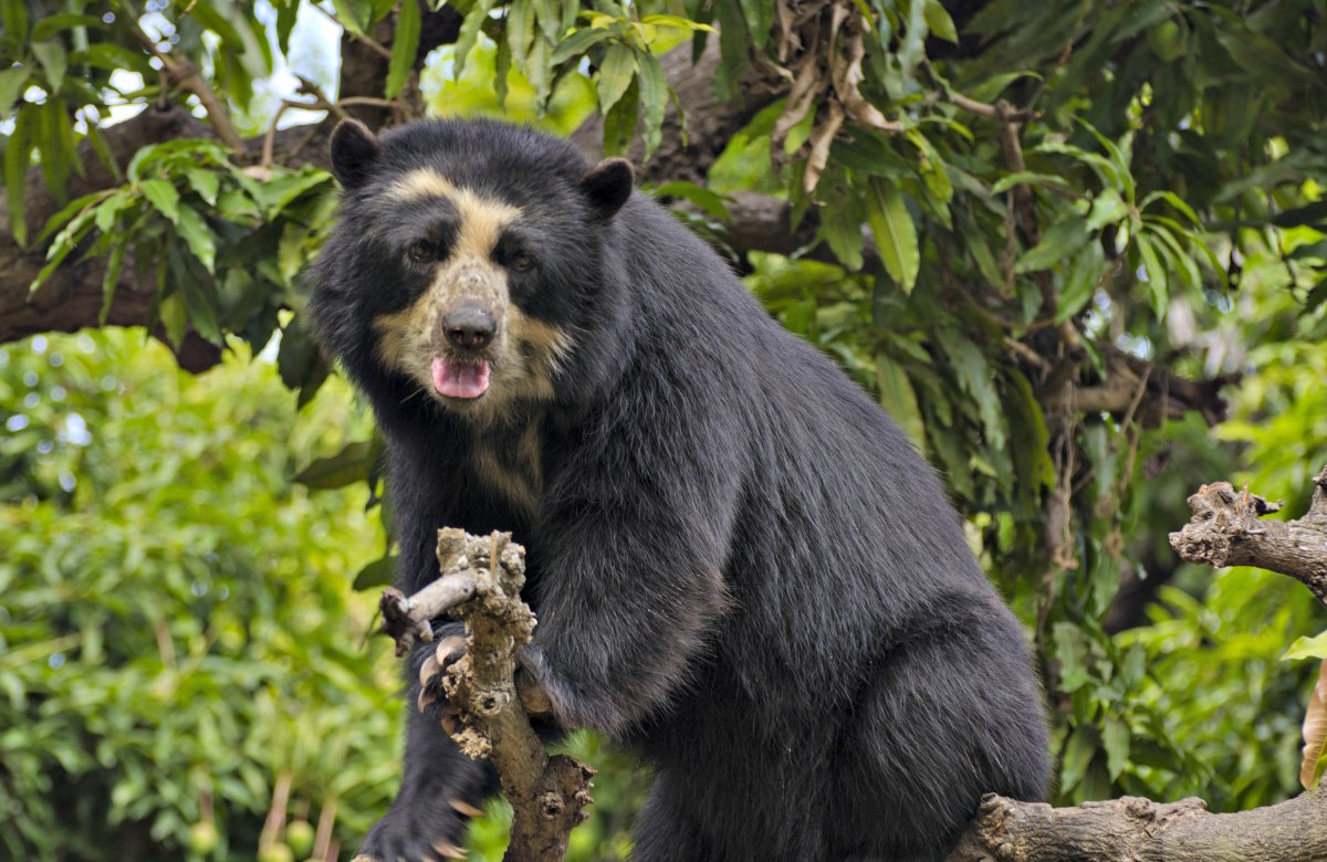 Oso de Anteojos