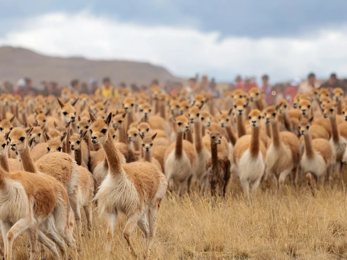 Comuneros realizando el chaccu, arreando un gran grupo de vicuñas