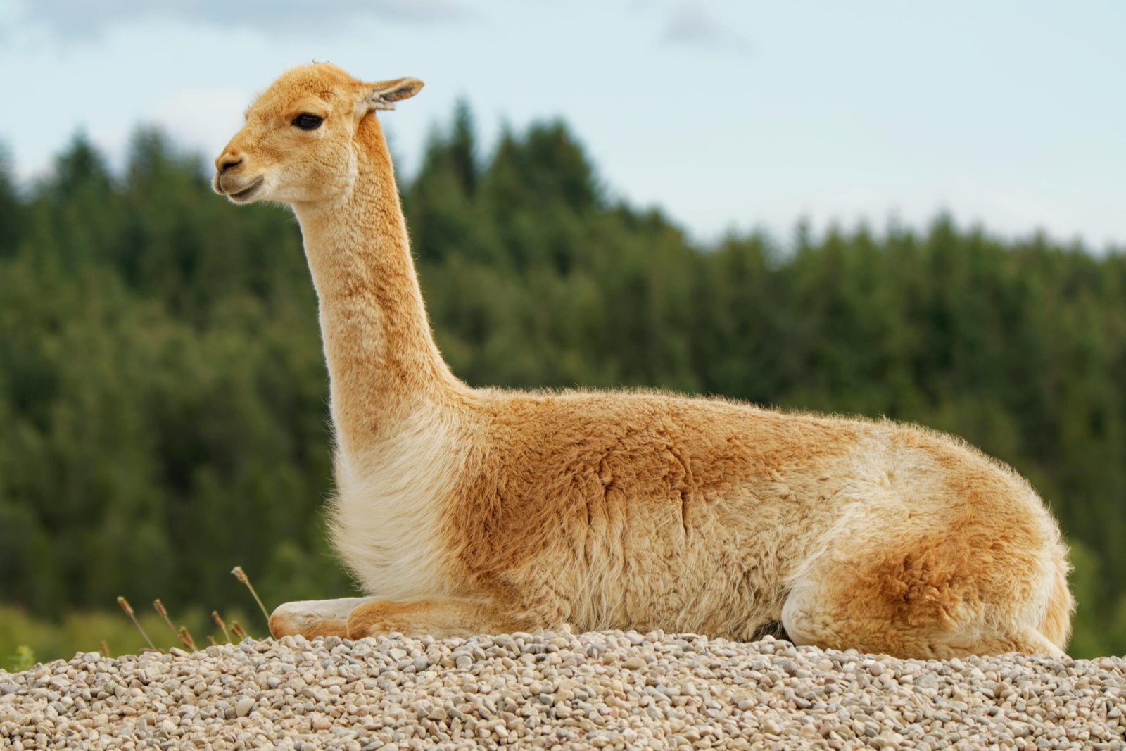 Vicuña echada sobre un pedregal, con bosque de fondo