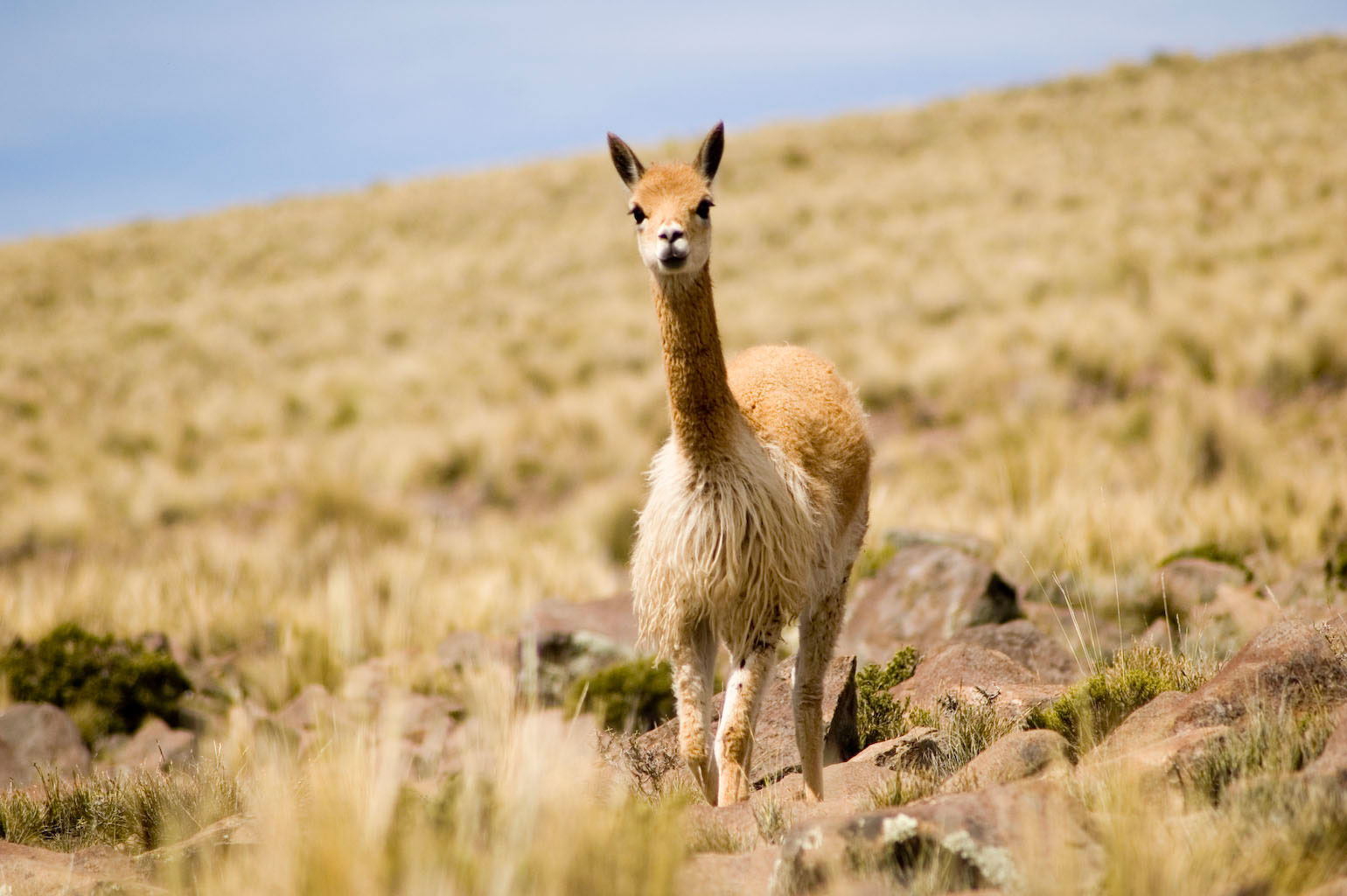 Vicuña